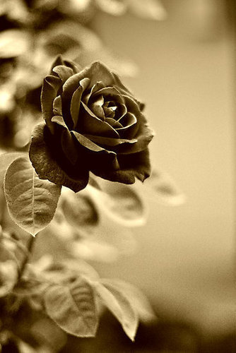  The Dark Rose