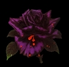  black rose