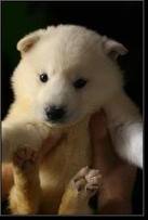  white بھیڑیا cub