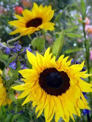  Sunflowers For Suuny <3