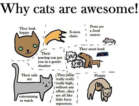  Why 猫 are awesome.
