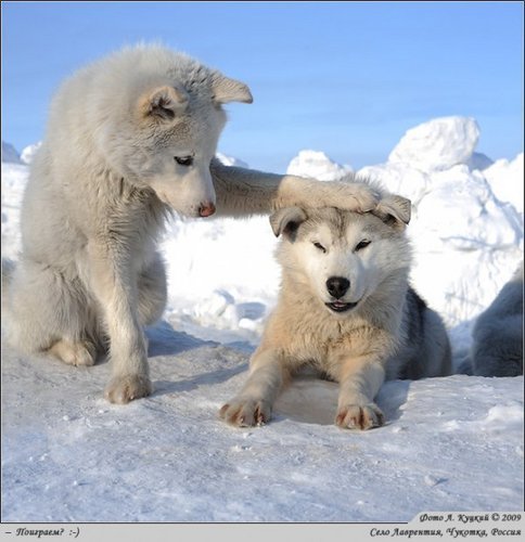  young волк pups