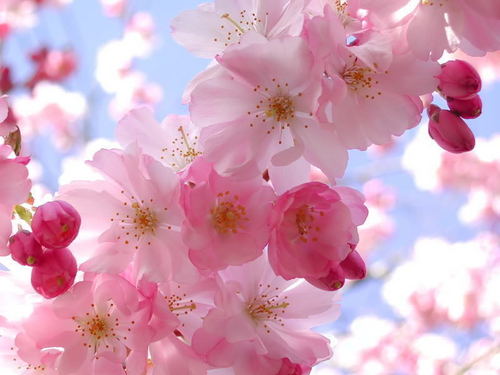  चेरी Blossoms