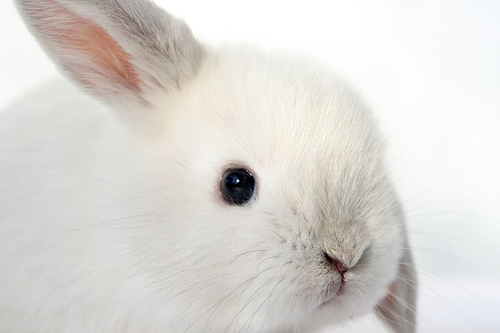 Cute little white bunny