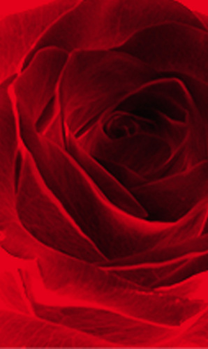  Rose Red