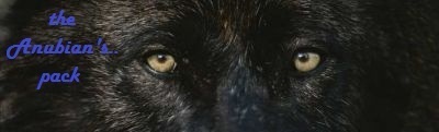  serigala, wolf banners