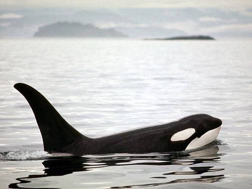  Orca baleia