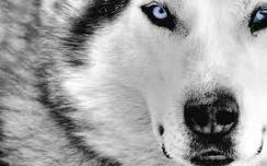  Pretty 狼, オオカミ