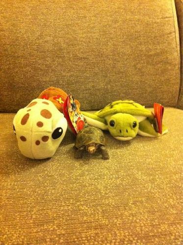  harry's penyu, kura-kura collection!!!