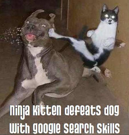 ninja kitten defeats dog with Google Suchen skills