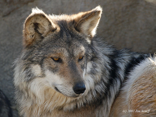  loup images <3