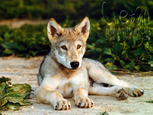 wolf images <3