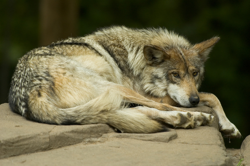  loup images <3