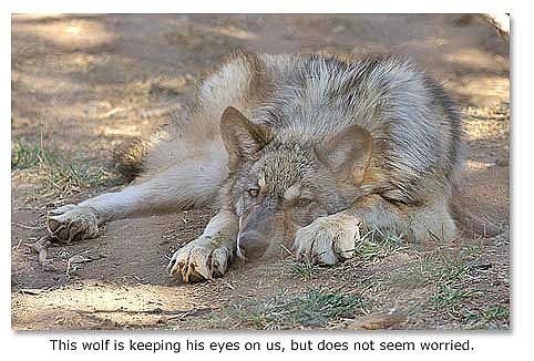  serigala, wolf imej <3