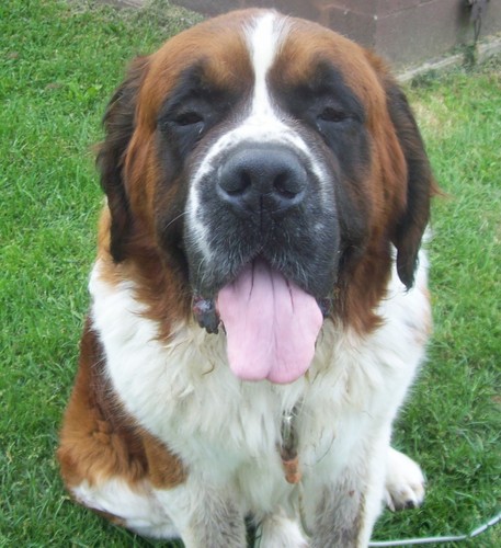  My dog, Brutus (died last yr r.i.p.)