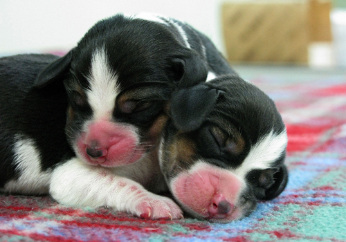  Sweet puppies(sleeping)
