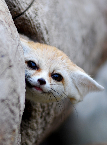  The cuteness that is the fennec 狐狸