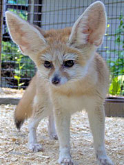 The cuteness that is the fennec fox