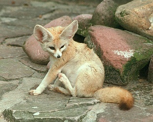  The cuteness that is the fennec fox, mbweha