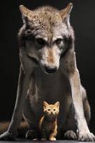  a 狼, オオカミ protecting a kitten