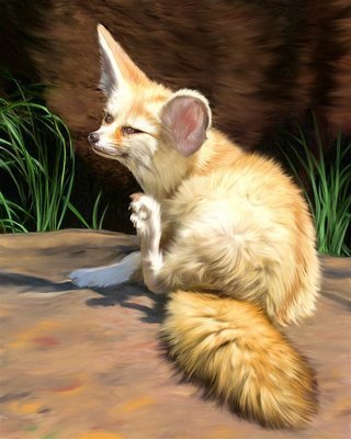  drawing of a fennec rubah, fox