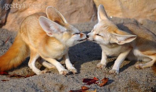  fennec volpe