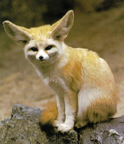  the cuteness that is the fennec raposa