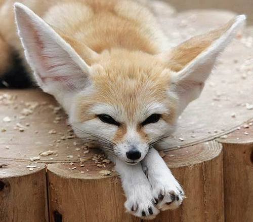  the cuteness that is the fennec renard
