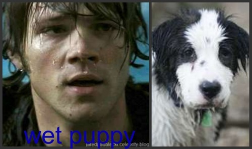  Sam - wet puppy