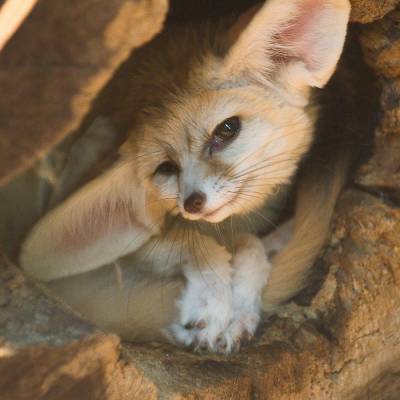 the cuteness that is the fennec لومڑی