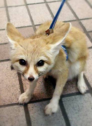  the cuteness that is the fennec volpe