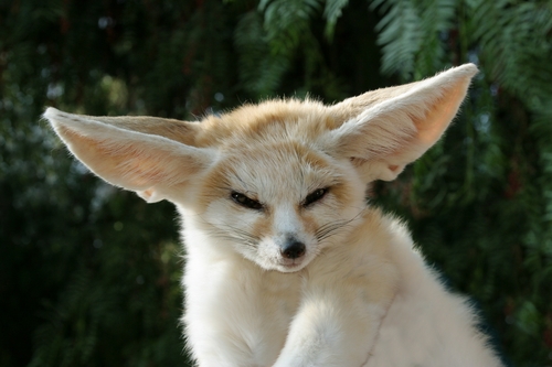  the cuteness that is the fennec soro