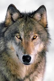  wolfs
