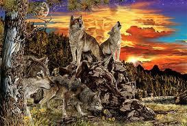  wolves