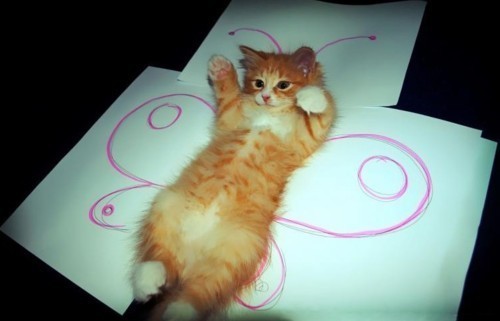  Little kitty dreaming to be a kupu-kupu