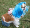  My dog dressed up as Katy Perry soooooooooo cute!