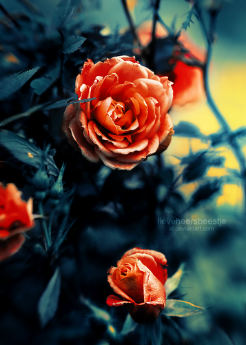  Roses_by_moonlight
