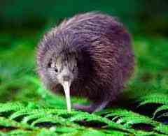  fluffy little kiwi