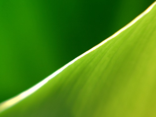  Green Nature fondo de pantalla