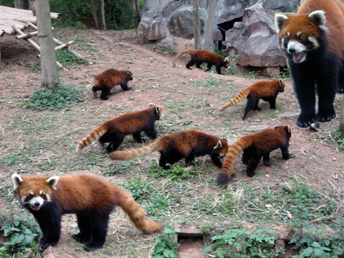  Red Pandas