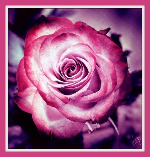  Vintage_Rose