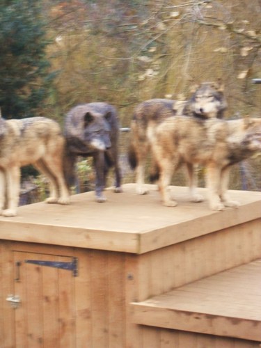  más lobos