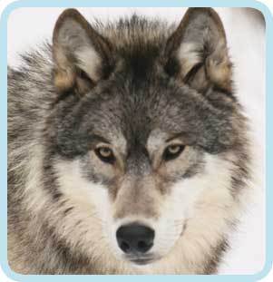 wolf pic