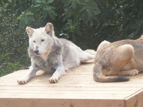 wolves at colchester zoo (UK)