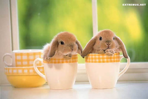  Bunnies in Teacups