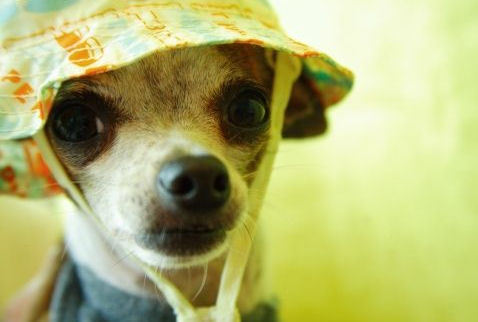 Charming Chihuahua