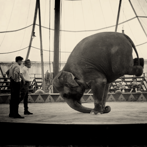  New 'Water For Elephants' Still 또는 Screencap?