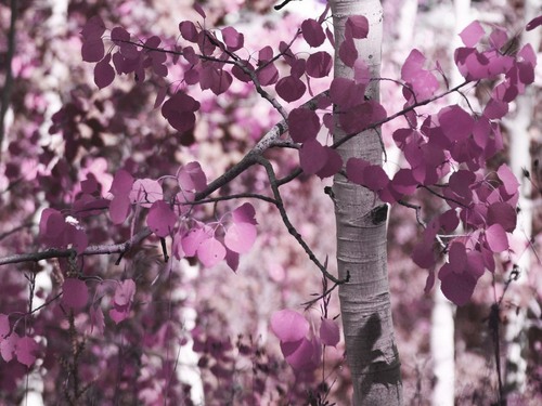  Purple Tree♥