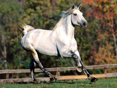  Spectacular caballos