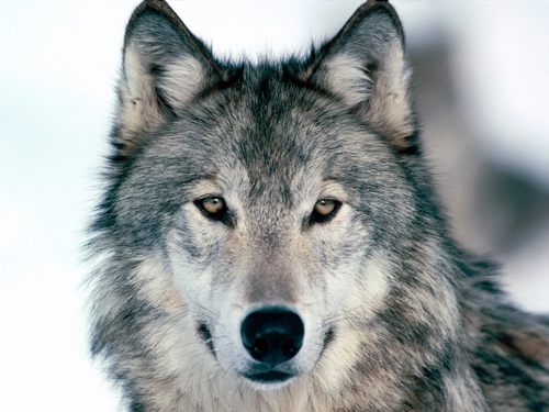  волк un-dominated